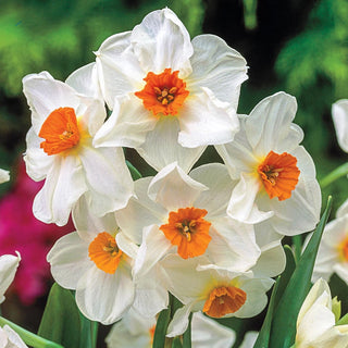 Geranium Daffodil Seeds